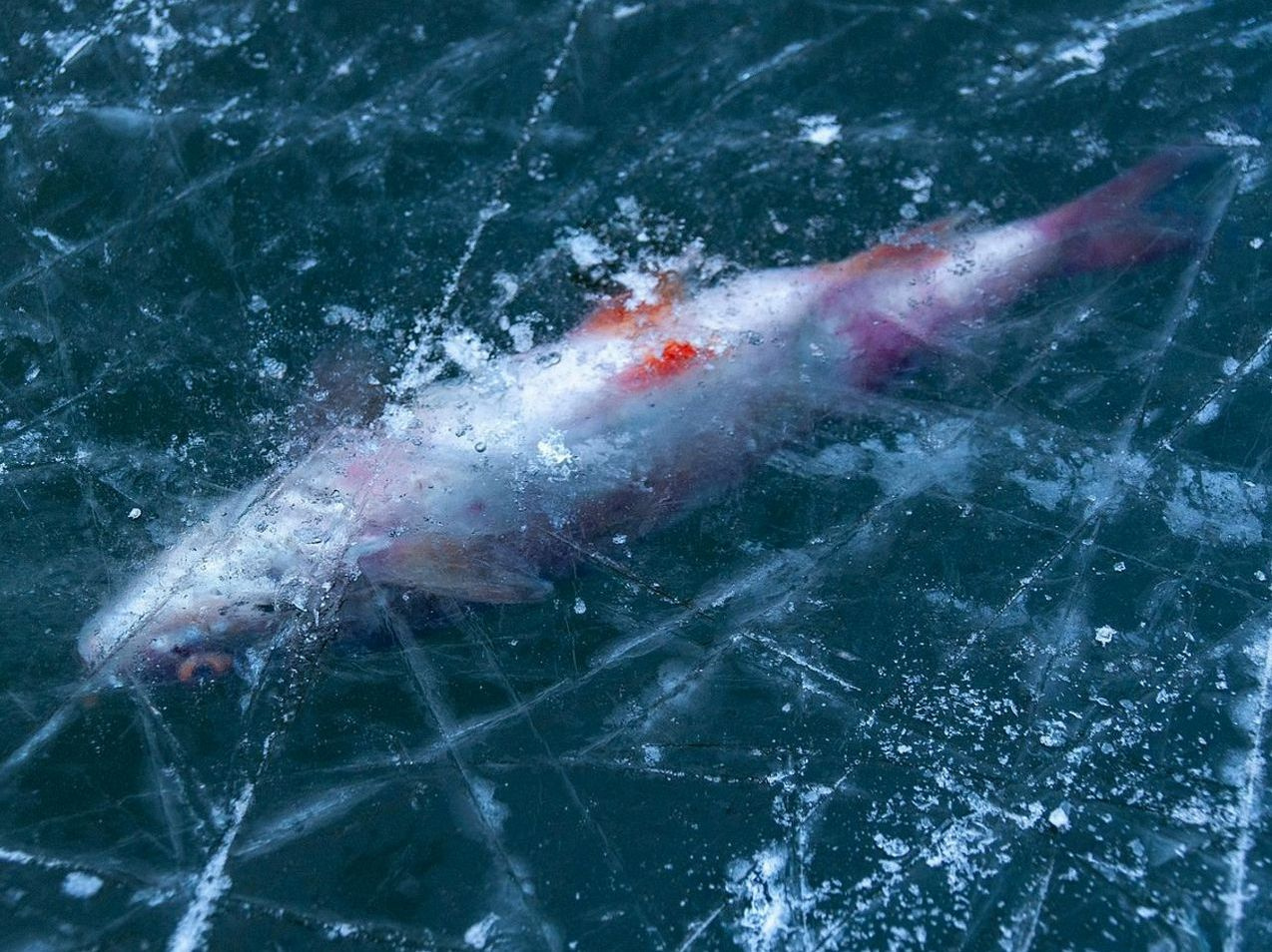 Pescadores inspeccionando la profundidad y el grosor del hielo